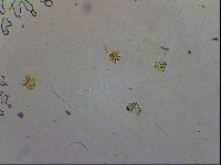 Macrobiotus recens image