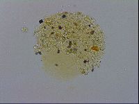 Macrobiotus recens image
