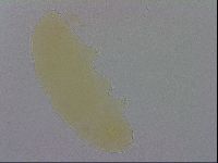 Minibiotus marcusi image