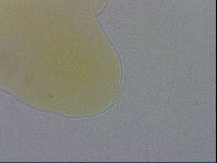 Minibiotus marcusi image
