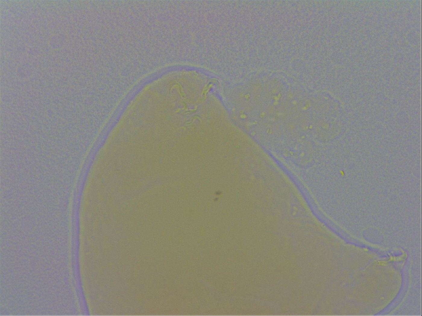 Minibiotus marcusi image