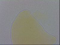 Minibiotus marcusi image
