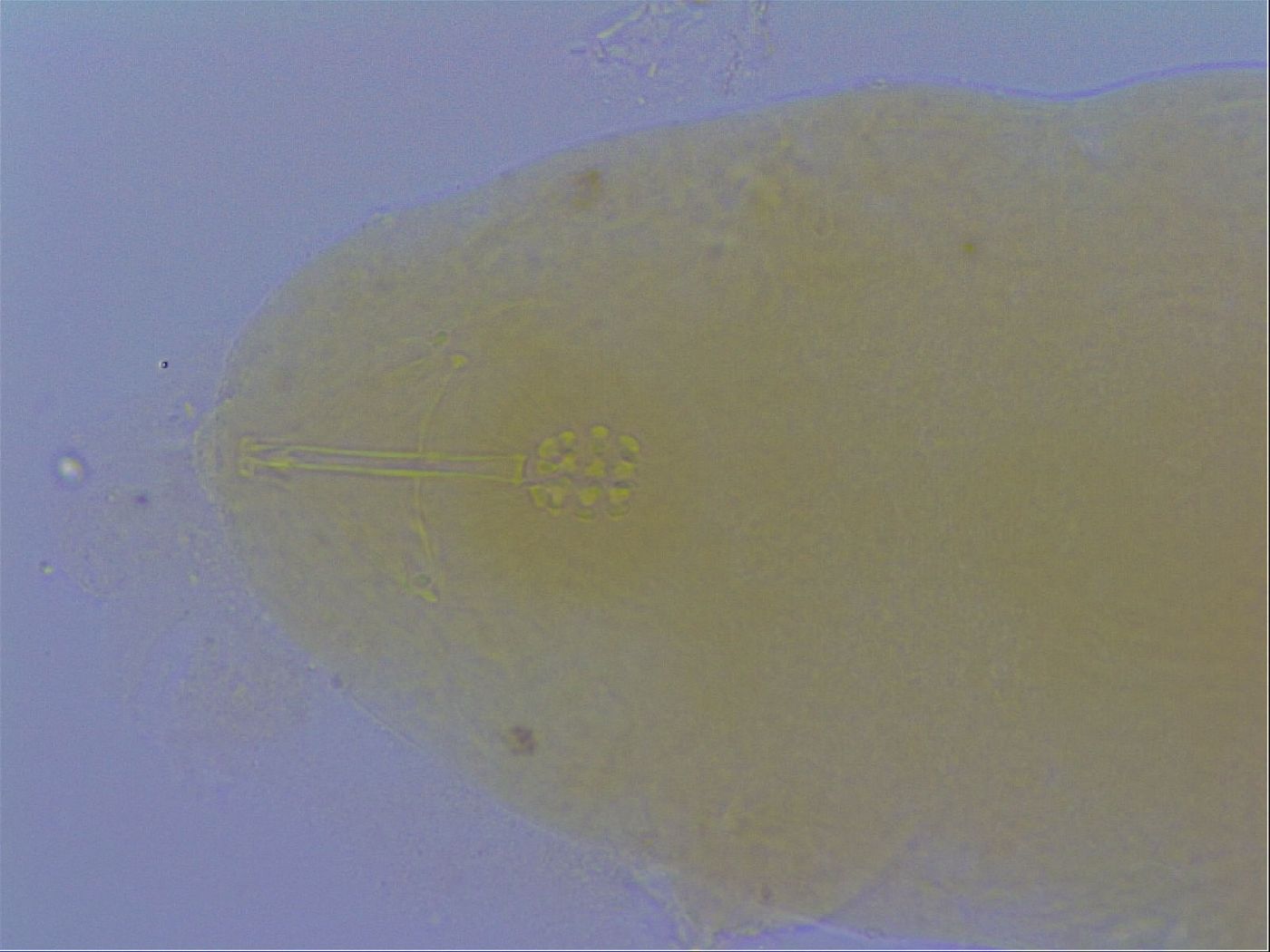 Minibiotus marcusi image