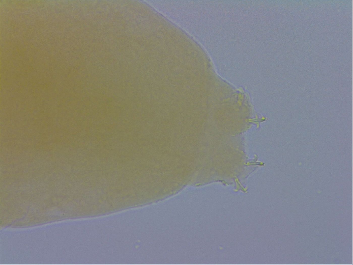 Minibiotus marcusi image