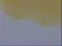 Minibiotus marcusi image