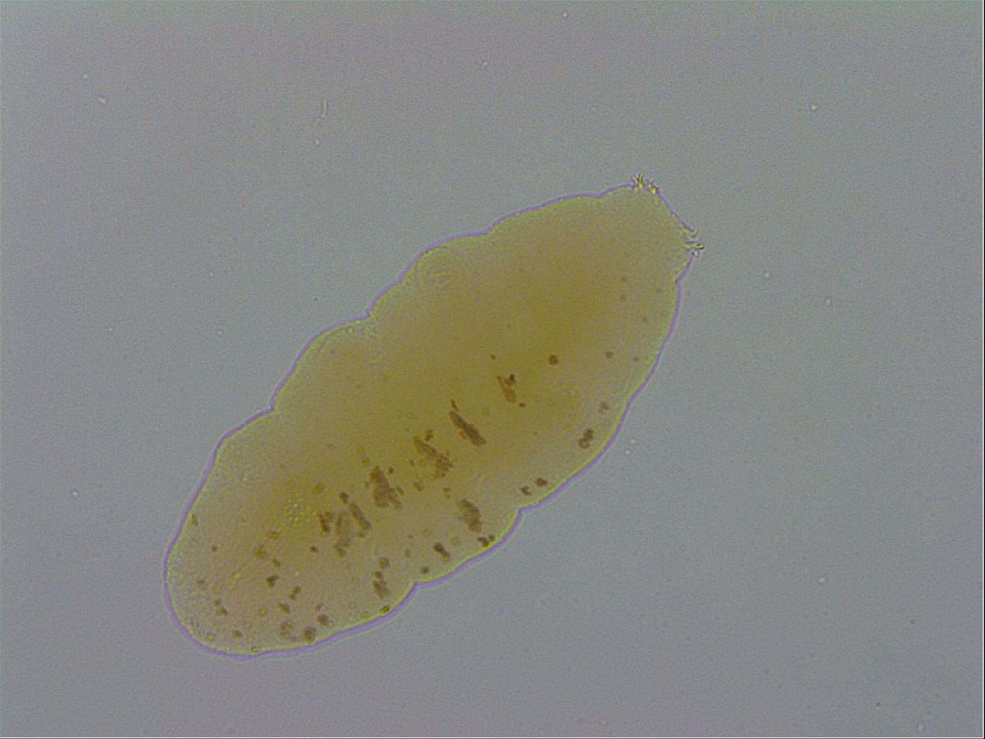 Minibiotus marcusi image
