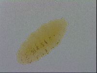 Minibiotus marcusi image