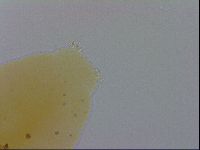 Minibiotus marcusi image