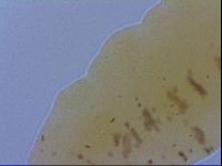 Minibiotus marcusi image