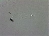 Mesobiotus montanus image