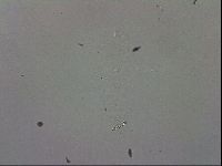 Mesobiotus montanus image