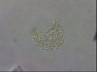 Mesobiotus montanus image