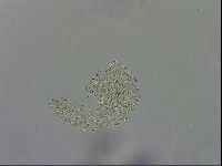 Mesobiotus montanus image