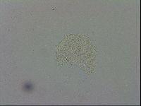 Mesobiotus montanus image