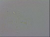 Mesobiotus montanus image