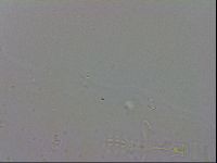 Mesobiotus montanus image