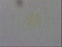 Mesobiotus montanus image