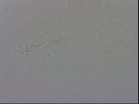 Mesobiotus montanus image