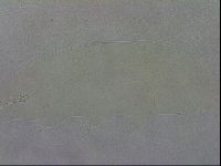 Mesobiotus montanus image