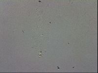 Mesobiotus montanus image