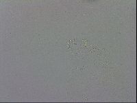 Mesobiotus montanus image