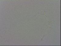 Mesobiotus montanus image