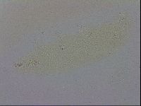Mesobiotus montanus image
