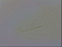 Mesobiotus montanus image