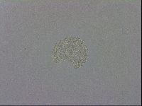 Mesobiotus montanus image