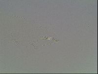 Mesobiotus montanus image