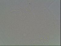 Mesobiotus montanus image