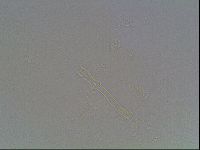 Mesobiotus montanus image
