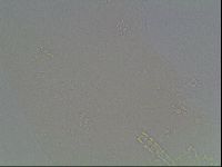 Mesobiotus montanus image