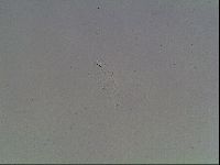 Mesobiotus montanus image