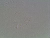 Mesobiotus montanus image
