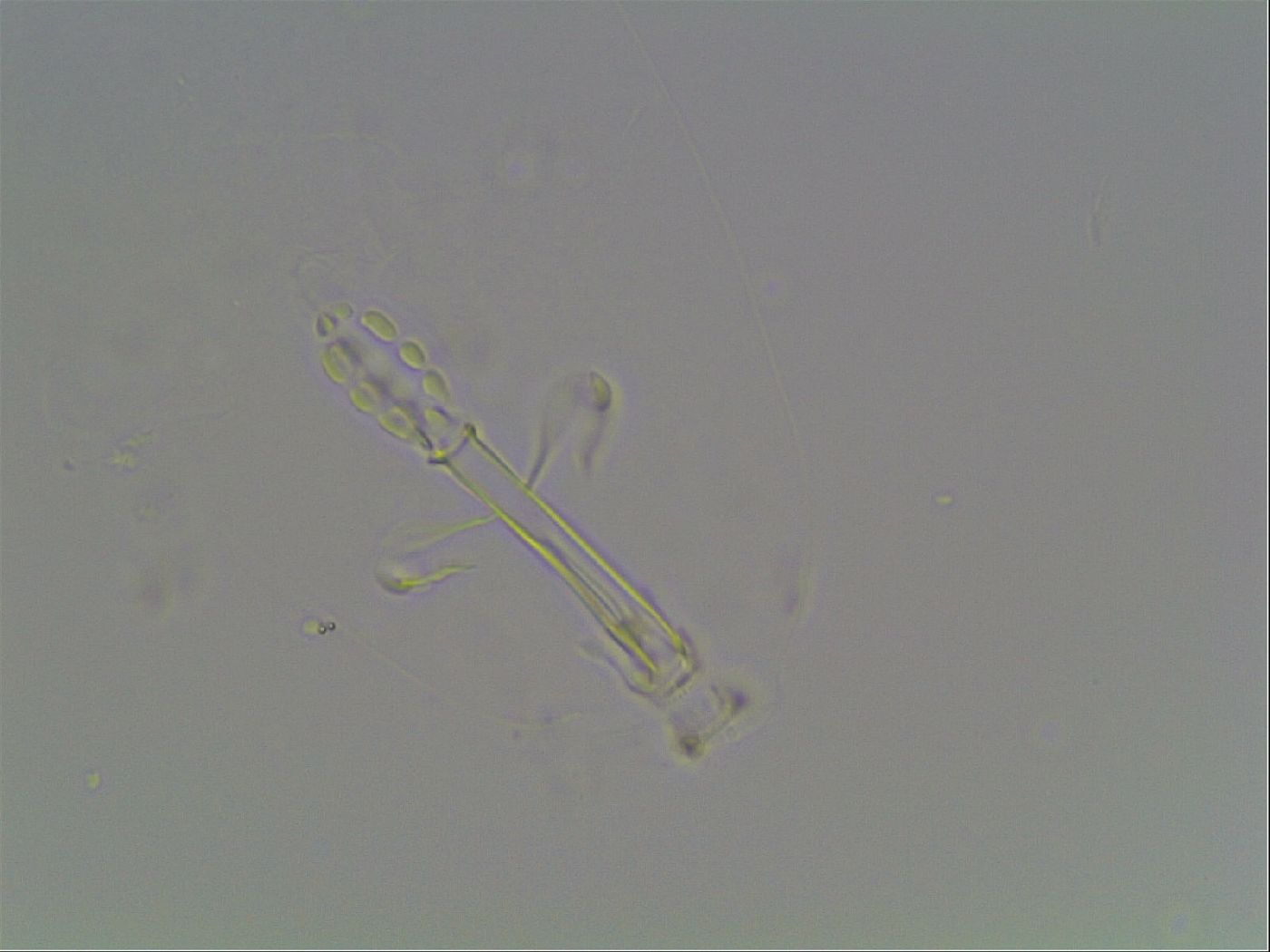 Mesobiotus montanus image