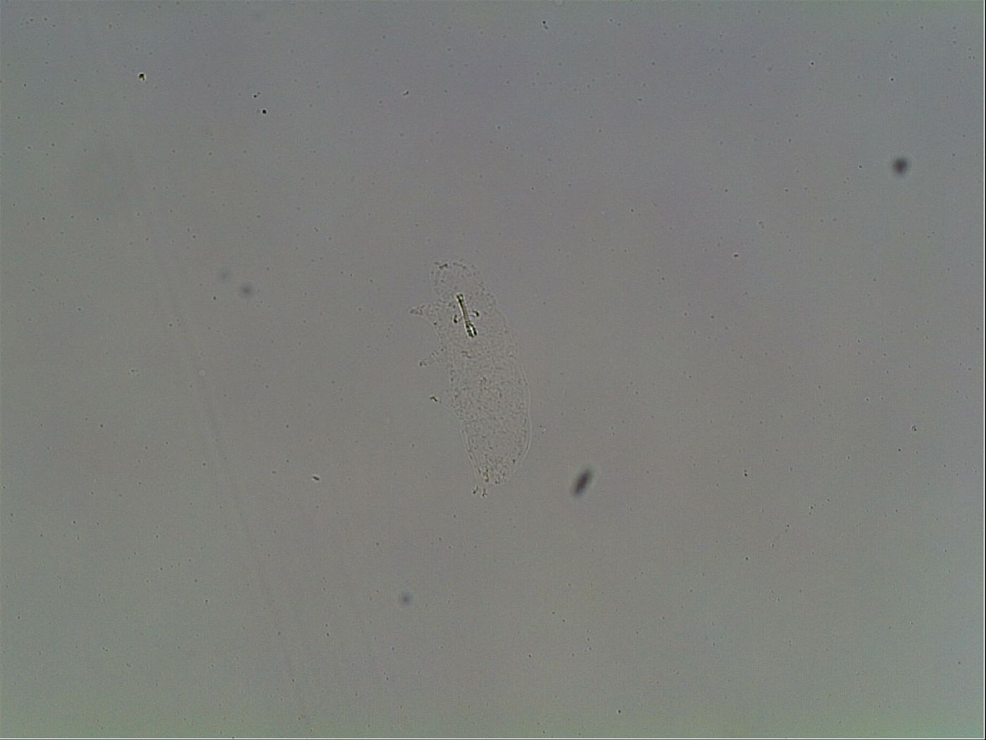 Mesobiotus montanus image