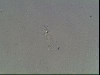 Mesobiotus montanus image