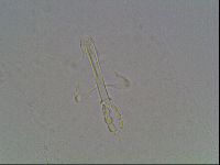 Mesobiotus montanus image