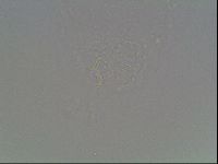 Mesobiotus montanus image