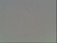 Mesobiotus montanus image