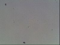 Mesobiotus montanus image