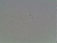 Mesobiotus montanus image