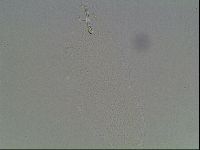 Mesobiotus montanus image