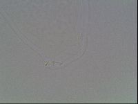 Mesobiotus montanus image