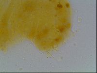 Mesobiotus montanus image