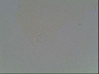 Mesobiotus montanus image