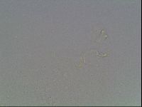 Mesobiotus montanus image