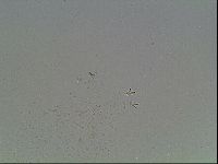 Mesobiotus montanus image