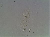 Mesobiotus liviae image